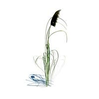 cortaderia jubata 091 am124