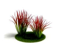 Imperata 13 AM03 Cd4