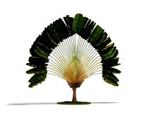 Ravenala madagascariens 52 AM03 Cd4