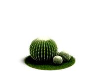 Echinocactus grusonii 56 AM03 Cd4