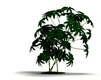 Plant 24 AM04 C4D