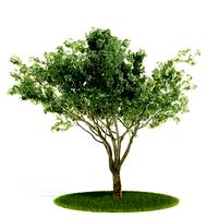 Plant 03 AM52