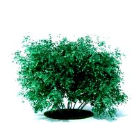 plant 21 am105