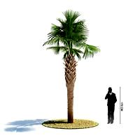 Sabal palmetto 14 AM85