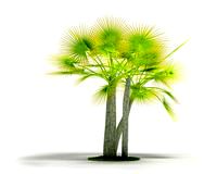 Plant 11 AM04 C4D