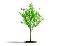 Plant 08 AM04 C4D
