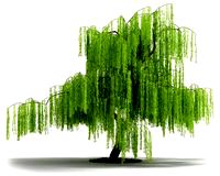 Plant 03 AM04 C4D