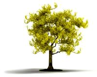 Plant 02 AM04 C4D