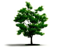 Plant 01 AM04 C4D