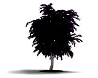 Plant 05 AM04 C4D