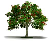 Erythrina 09 AM03 Cd4