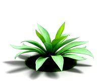 Agave 01 AM03 Cd4