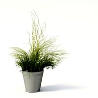 Plant 34 AM24