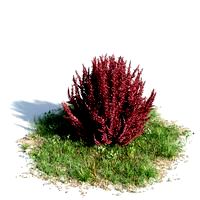 Berberis thunbergi 04 am154
