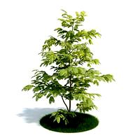Albizzia Plant 02 AM61