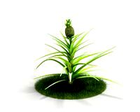Ananas comosus 43 AM03 Cd4