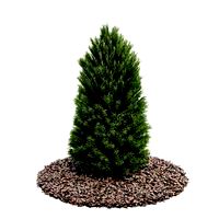 Plant 21 AM52