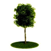 Plant 60 AM52
