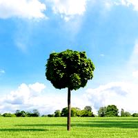 Acer platanoides 002_v2 AM136