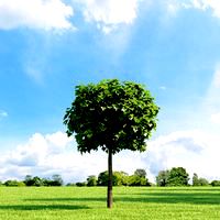 Acer platanoides 002_v1 AM136