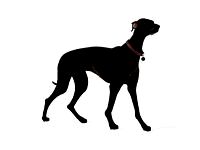 dog 34 am83