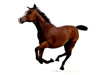 horse 41 am83