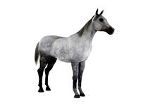 horse 43 am83
