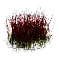 imperata cylindrica red baron 090 am124