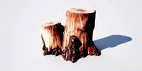 stump 14_02 AM148