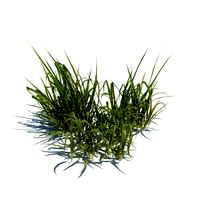 Molinia caerulea 098 am126