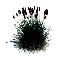 Sesleria caerul 082 am126