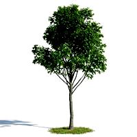 Tilia 57 am154