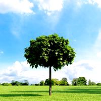 Acer platanoides 002_v3 AM136
