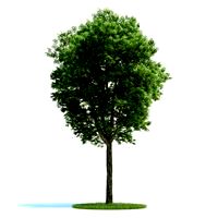 Fraxinus Plant 04 AM58