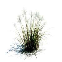 Miscanthus sacchariflorus 055 am126