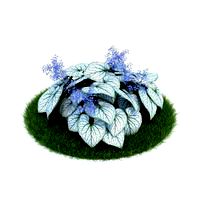 Brunnera macrophylla 'Jack Frost' 010 AM86