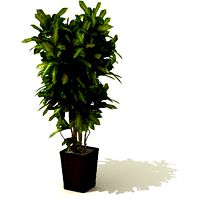 plant 28 AM41