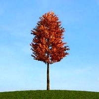 Pinus Sylvestris 55 am113