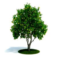 Citrus sinensis Plant 61 AM61