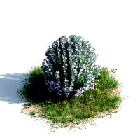 Leucophyllum frutescens 36 am154