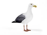 seagull 14 am83