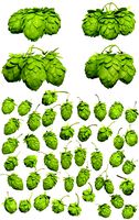 Hops 3d Models Package High Poly Photorealistic