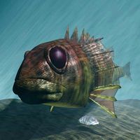 Rascasse - Lion fish