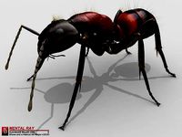 Ant Camponotus Obscuripes