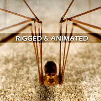 Spider Pholcus Phalangioides Rigged
