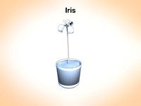 Iris