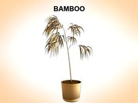 Bamboo