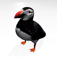 puffin