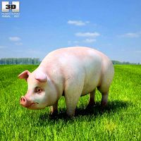 Pig Sus scrofa domesticus