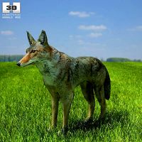 Coyote Canis latrans